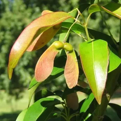 thumbnail for publication: Faber's Maple: Acer fabri